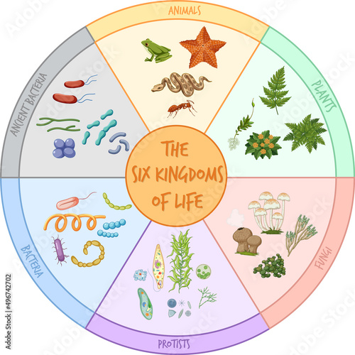 Diagram showing six kingdoms of life photo