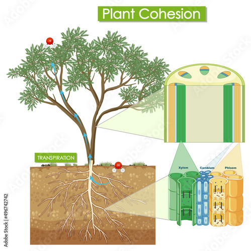 Diagram showing plant cohesion