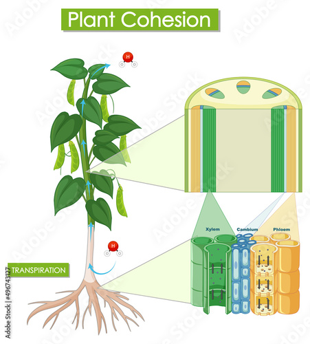 Diagram showing plant cohesion