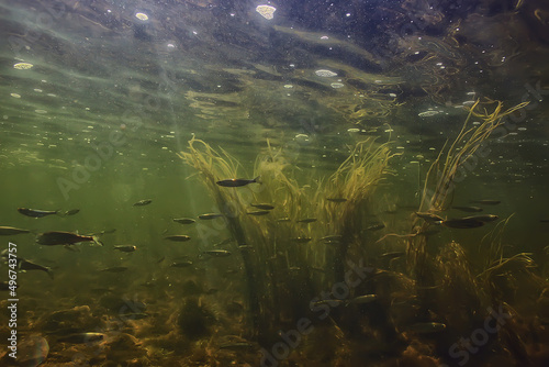 fish underwater shoal, abstract background nature sea ocean ecosystem © kichigin19