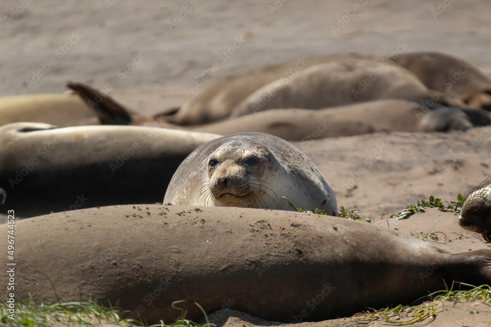 Fototapeta premium Juvenile Elephant seals on the beach