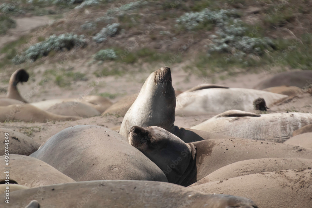Fototapeta premium Juvenile Elephant seals on the beach