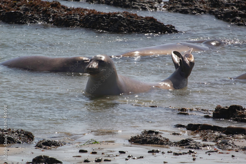 Naklejka premium Juvenile Elephant seals on the beach