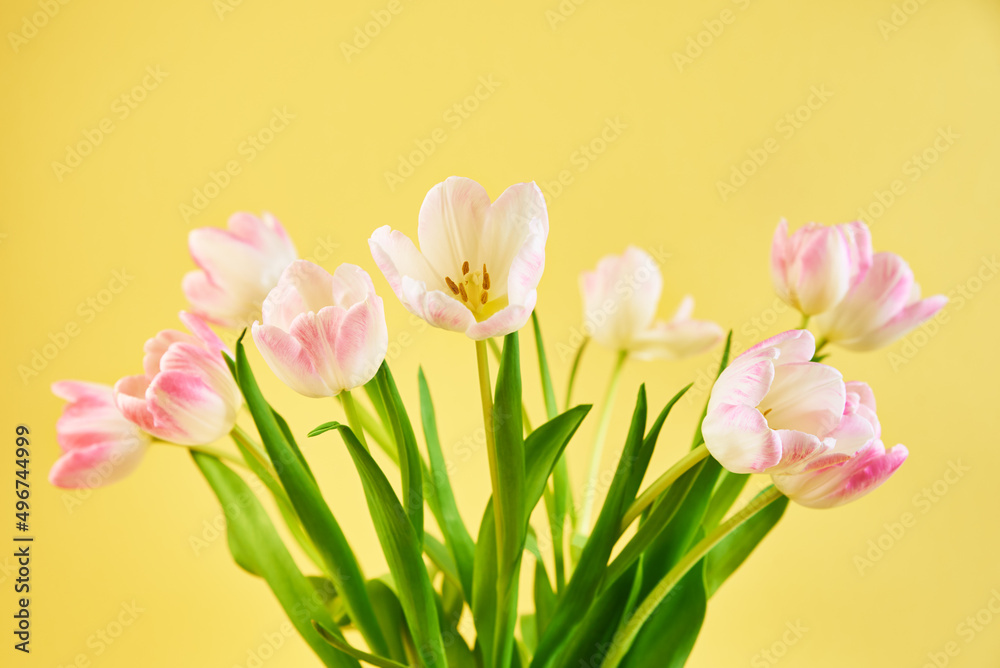 Tulip flowers bouquet on yellow background, Hello spring, Woman and Mother Day concept