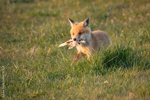 fox cub scavenging  © scott