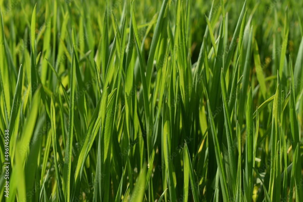 Green Leaves of wheat crop. Green Leaves of wheat crop.