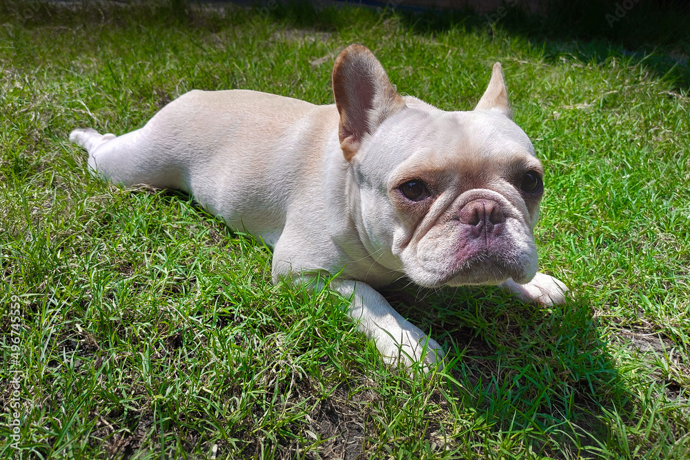 French bulldog is crouching on green grass.