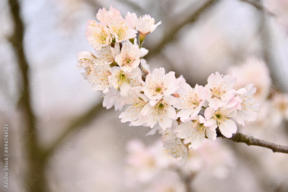 Beautiful White Cherry blossoms Flower Opening