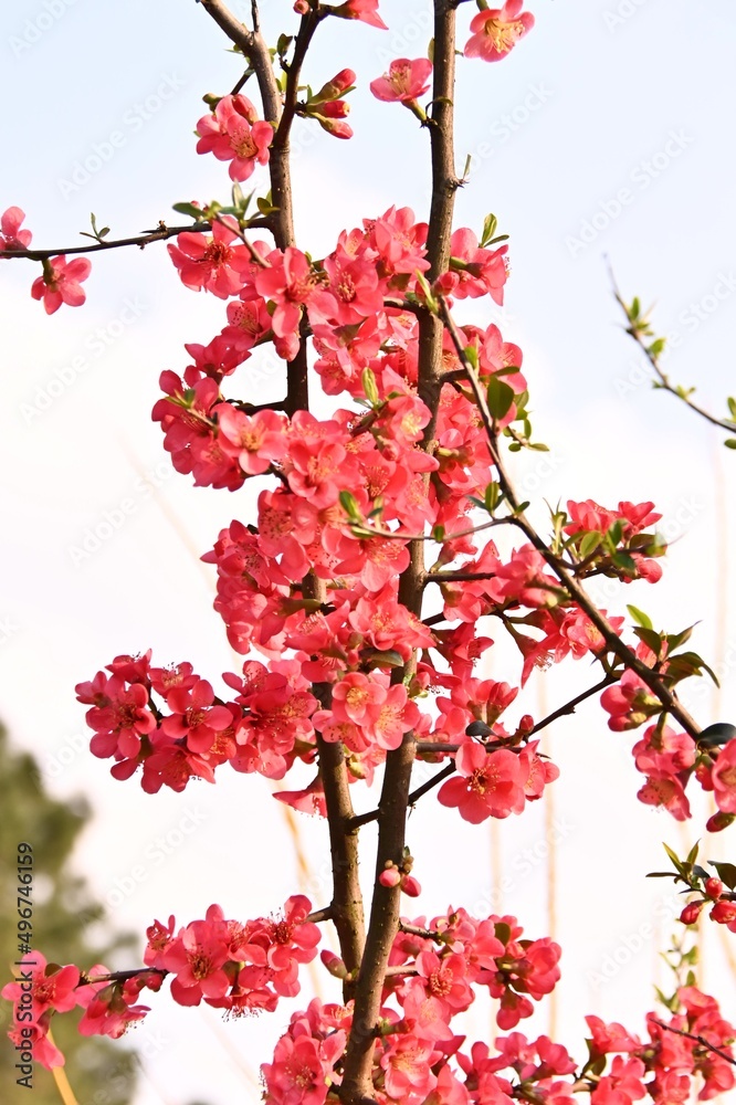 Beautiful Red Cherry Blossom Flower Opening