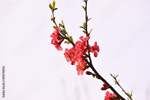 Beautiful Red Cherry Blossom Flower Opening