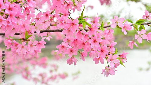 Pink Cherry Blossoms Flower Opening in Spring
