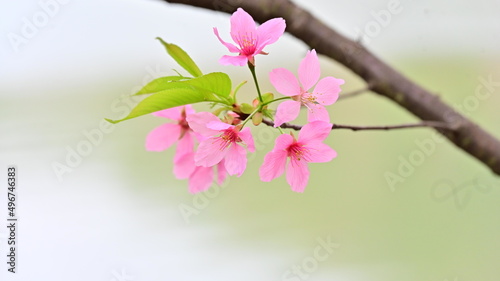 Pink Cherry Blossoms Flower Opening in Spring