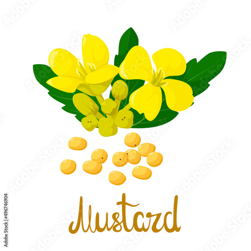 Mustard flowers and seeds on a white background. Spice. Cartoon design.
