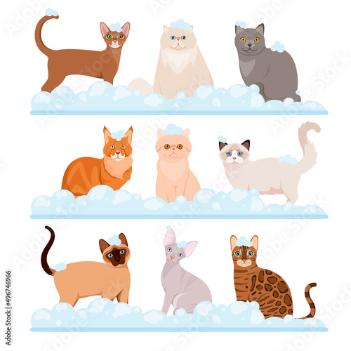 A set of cats in soap foam. Grooming. Cartoon design.
