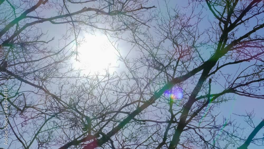 The sun shining through tree branches in a calm forest The sun shining through tree branches in a calm forest