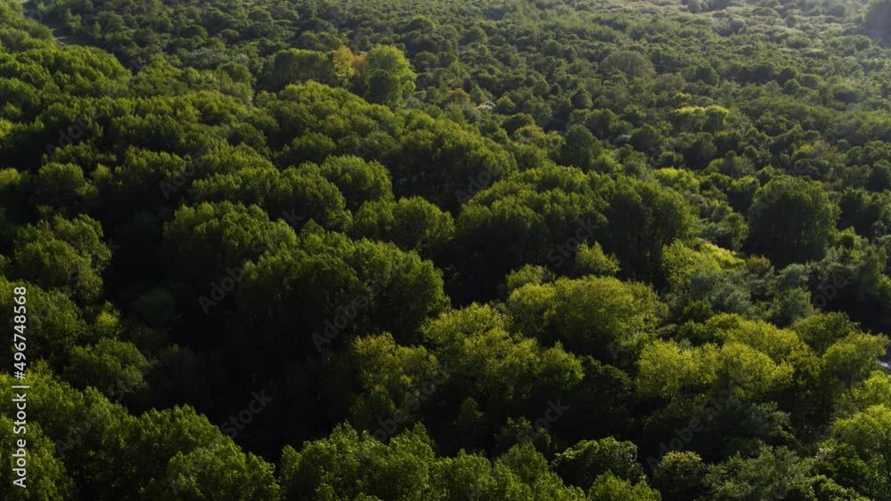 Flight over windy lush Duinen van Voorne dune forest in sunlight glow - aerial Flight over windy lush Duinen van Voorne dune forest in sunlight glow - aerial