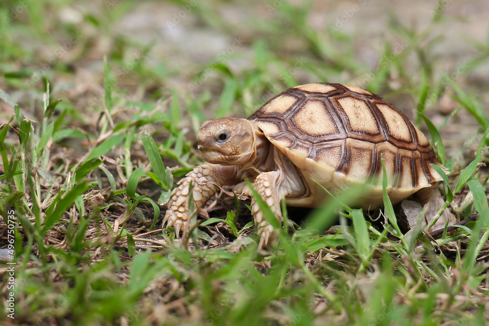 Obraz premium Tortoise is walking on the ground