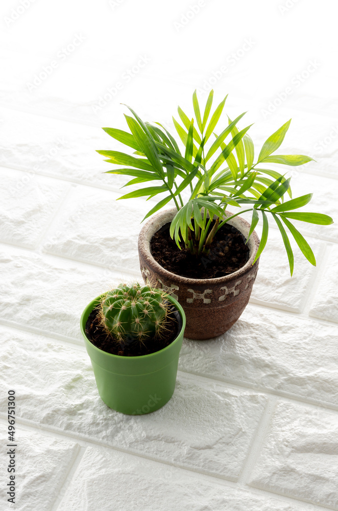 Obraz premium 観葉植物