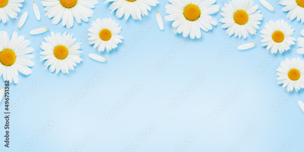 Camomile flower texture