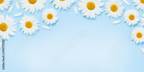 Camomile flower texture