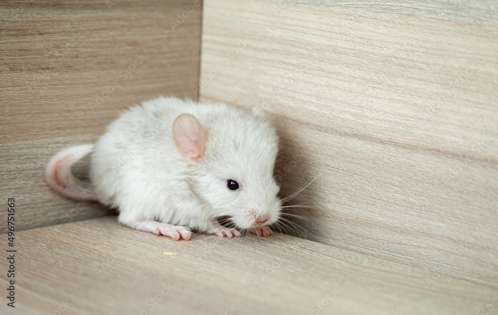 Obraz premium Our little white chinchilla looks ahead, portrait