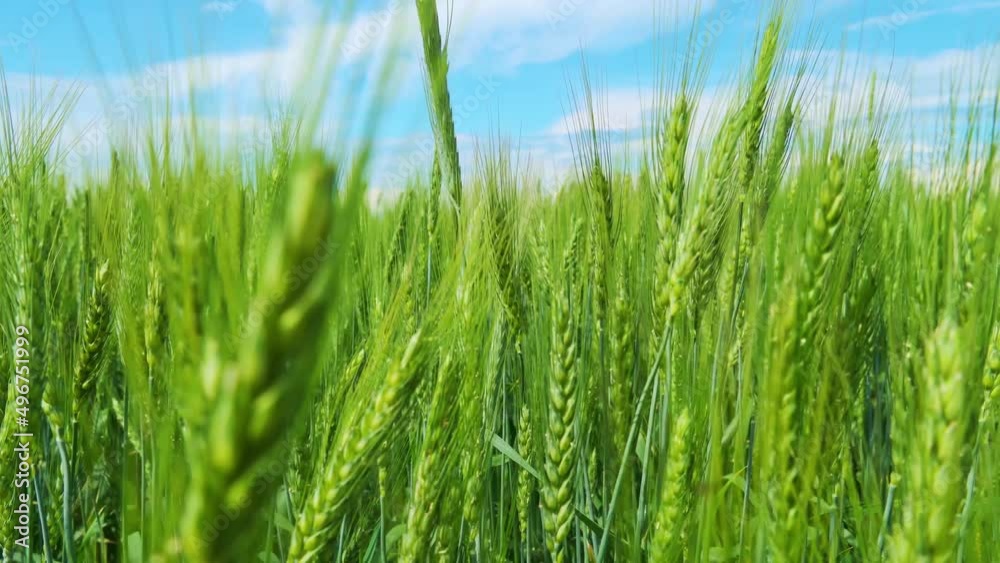 agricultural field with young green wheat sprouts, bright spring landscape on a sunny day, blue sky as background
agricultural field with young green wheat sprouts, bright spring landscape on a sunny day, blue sky as background