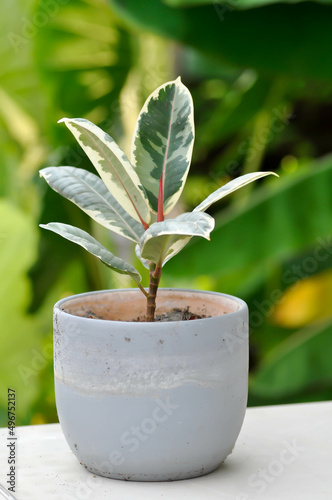 Decora Tree, Indian Rubber Tree or Rubber Plant or Variegated Indian Rubber or Ficus elastica or Assam Rubber photo