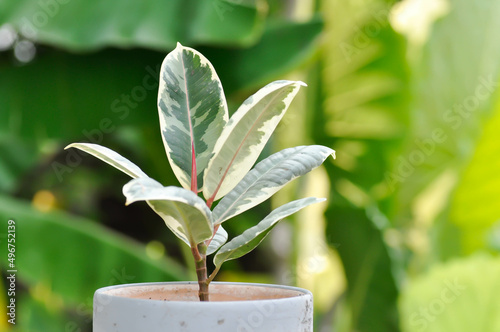 Decora Tree, Indian Rubber Tree or Rubber Plant or Variegated Indian Rubber or Ficus elastica or Assam Rubber photo