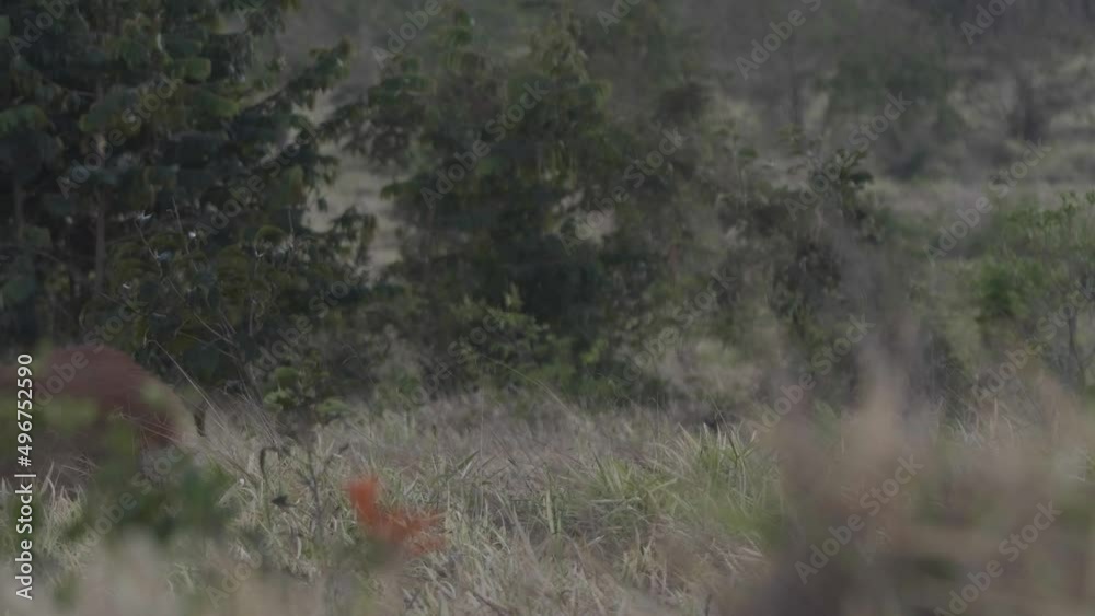 Maned wolf in Cerrado Savannah enters and leaves frame on beautiful picture Maned wolf in Cerrado Savannah enters and leaves frame on beautiful picture