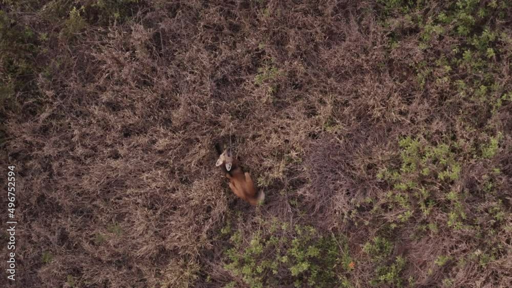 Maned wolf seen from drone while eats lobeira wolf fruit