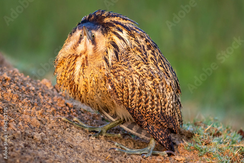 eurasian bittern or great bittern or botaurus stellaris fine art portrait in natural green background during winter migration at keoladeo national park or bharatpur bird sanctuary rajasthan india photo