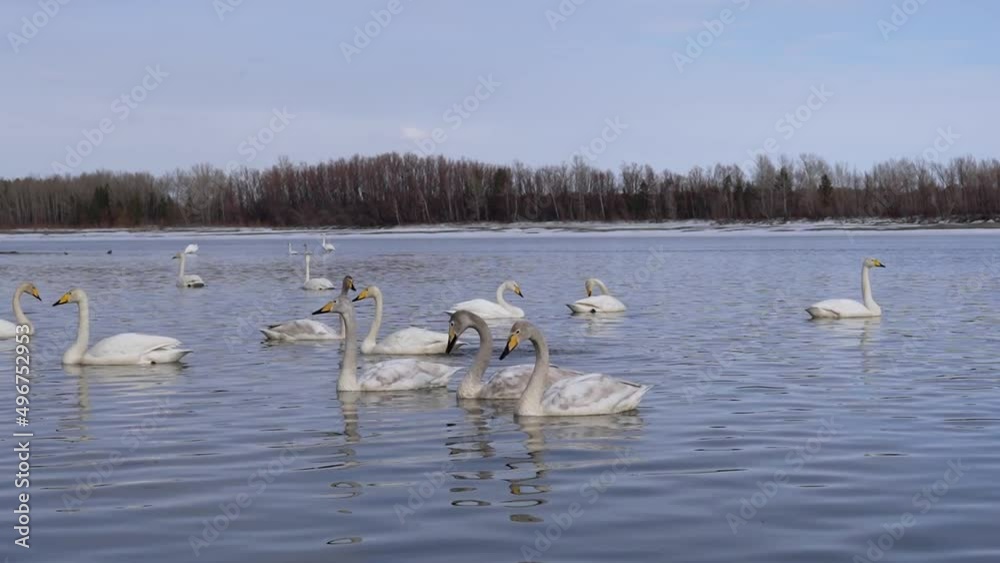 Whooper swan swimming on the river. A flock of swans near the shore of a winter lake. Wild water birds in the habitat Whooper swan swimming on the river. A flock of swans near the shore of a winter lake. Wild water birds in the habitat