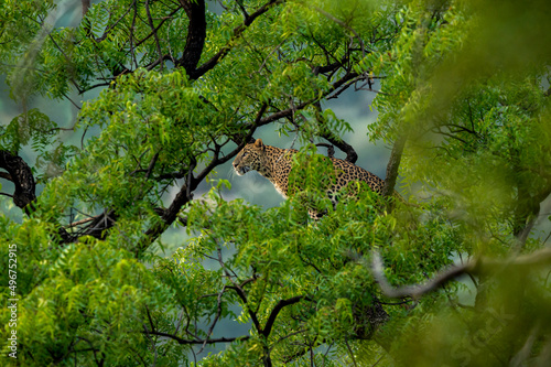 wild indian female leopard or panther hanging on tree eyeing on prey or stalking in natural monsoon green background at jhalana forest leopard reserve jaipur rajasthan india - panthera pardus fusca photo