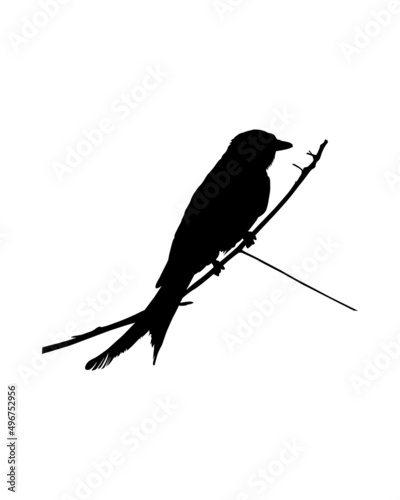 Silhouette of a resting black drongo bird vector isolated. photo
