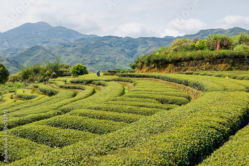 tea plantation in island