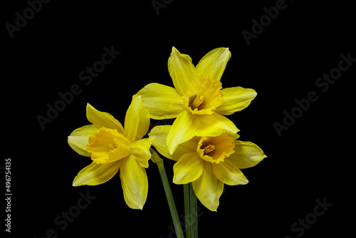 Fototapeta Naklejka Na Ścianę i Meble -  Spring flower daffodils or narcissus blooming on black background.