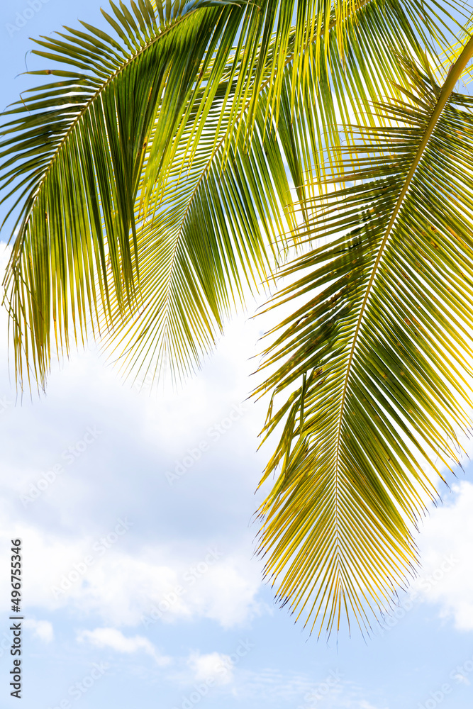 Close-up of palm leaves against a blue sky with clouds.