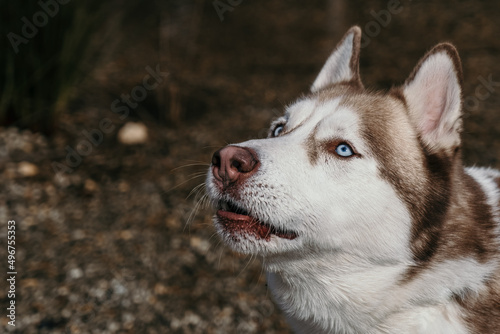 portrait of a husky looking towards the camera  about to bark