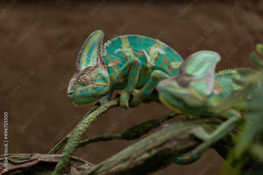 Fototapeta premium lizard, chameleon with blur background