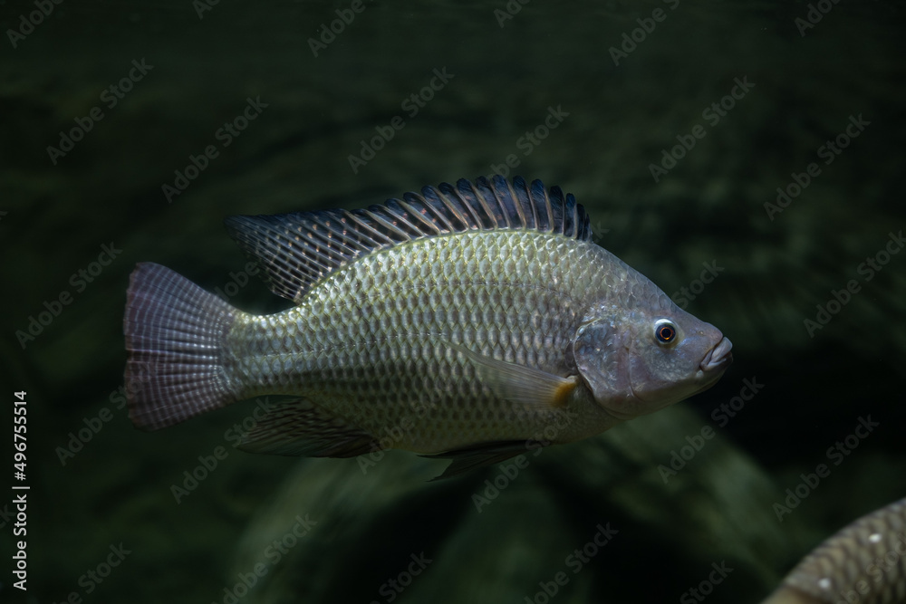 Tilapia in the tank with blur background Tilapia in the tank with blur background