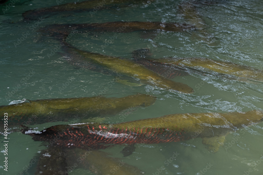 Fototapeta premium arapaima, dangerous amazon fish, giant