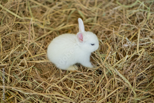 rabbit, bunny pet with blur background, animals