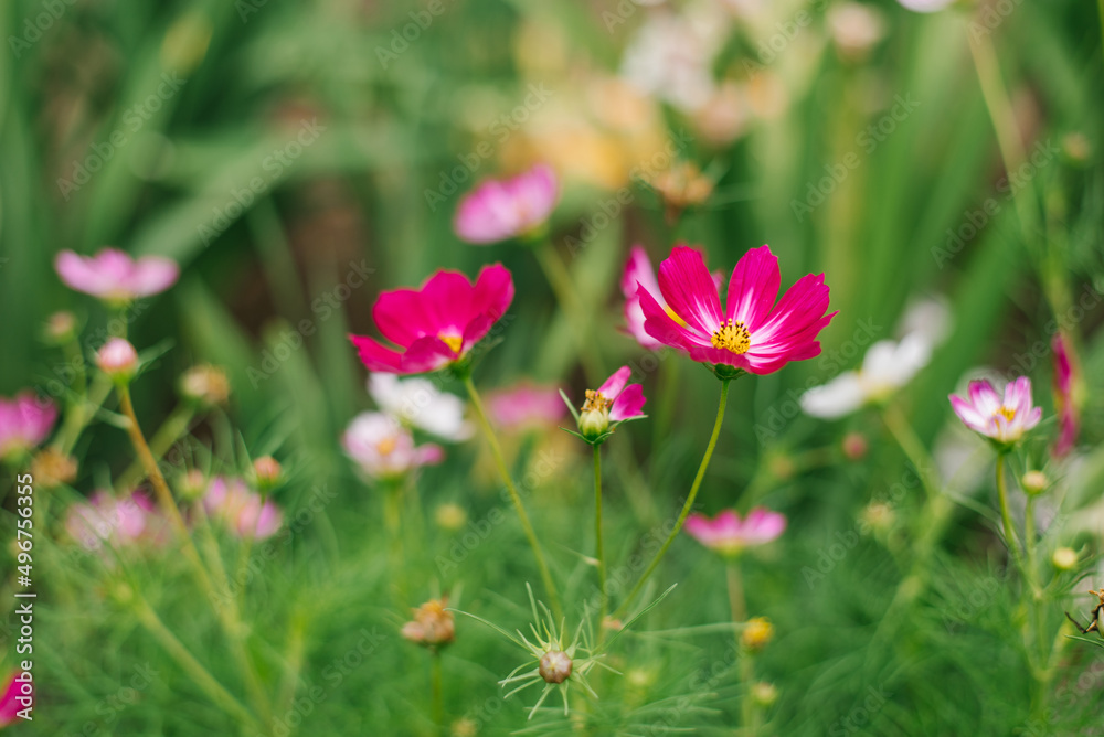 Bright and colorful pink cosmea flowers on a flower bed on a sunny summer day.