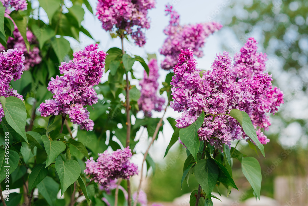 Beautiful lilac lilac flowers in spring in the garden Beautiful lilac lilac flowers in spring in the garden