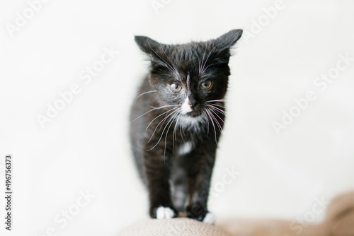 Cute Black with white spots little cat pushed his ears back and is preparing to attack