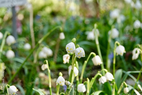 Leucojum vernum is spring white flower is an early-flowering plant that looks like a snowdrop. Leucojum vernum is a perennial bulbous plant. Galanthus vernus  Nivaria verna  Erinosma verna.