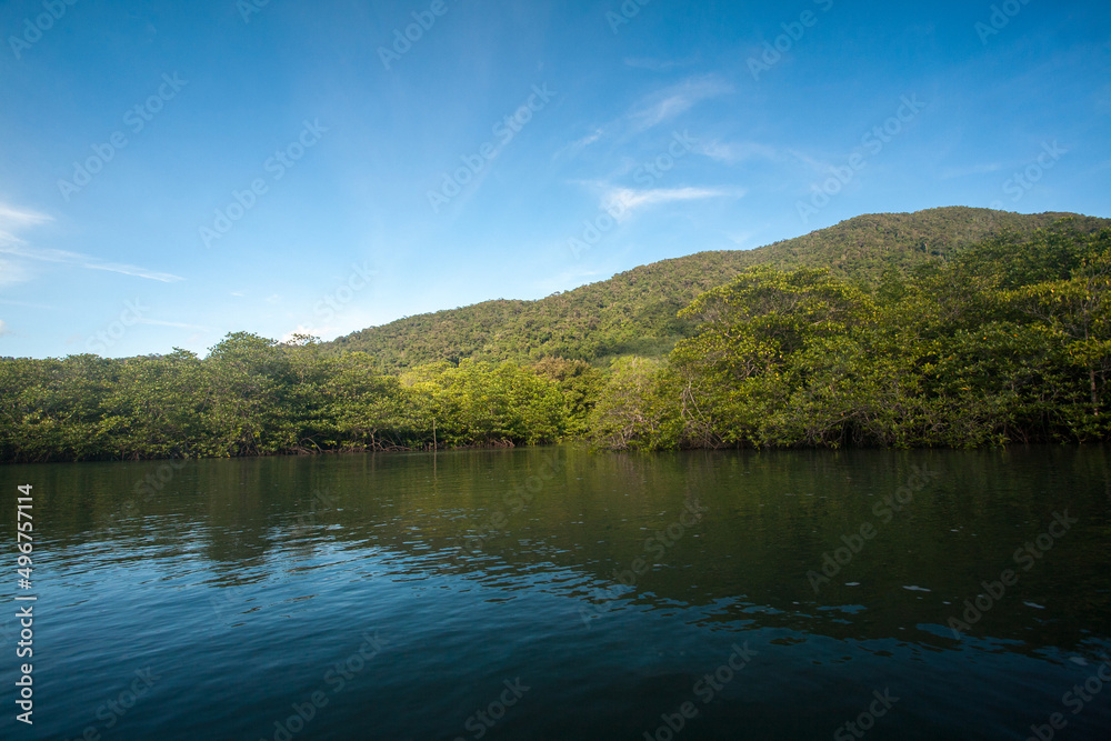 Obraz premium Mangrove forest in Koh Chang island, Trat Province, Thailand
