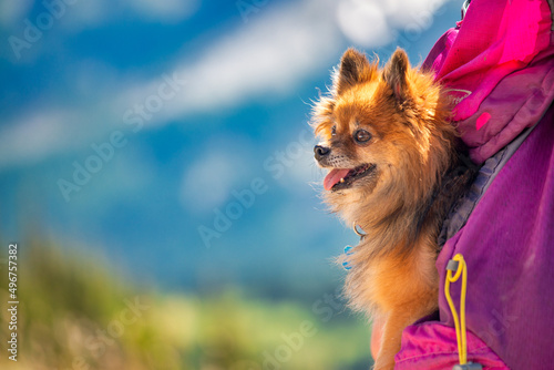 Small dog inisde a backpack along a national park, summer season photo