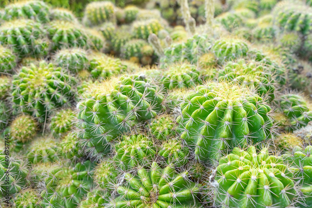 Beautiful cactus in garden. Widely cultivated as an ornamental plant.