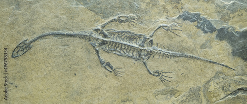 plesiosaur fossilized skeleton. The entire dinosaur is clearly visible on the stone photo